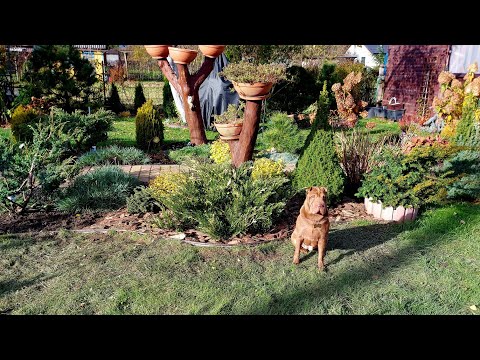 Видео: Осенний марафон на даче.🍁🍂🍁