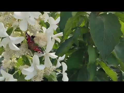 Видео: Гортензии В Саду