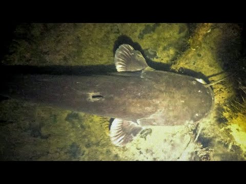 Видео: Подводная охота - Ночь на карьере. Остались вопросы.