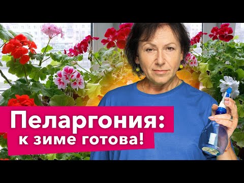 Видео: ОБЯЗАТЕЛЬНО СДЕЛАЙТЕ ЭТО С ПЕЛАРГОНИЕЙ ОСЕНЬЮ, чтобы она ушла в зиму здоровой и крепкой