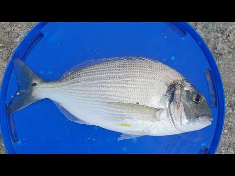 Видео: Риболов в Гърция .За ципури и кокали