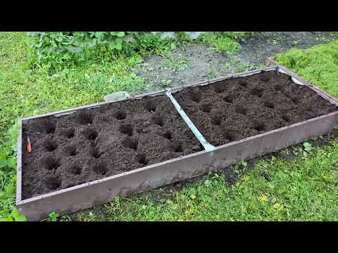 Видео: 21.10.24.Дача..Сажаю чеснок.. Новые кустики..нарциссы.