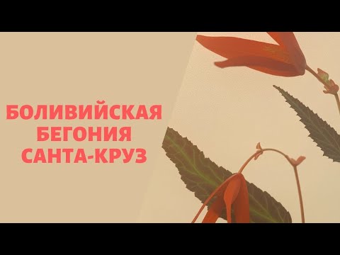 Видео: Бегония боливийская Санта-круз, как зимует в городских условиях, опыт и советы Анжелики