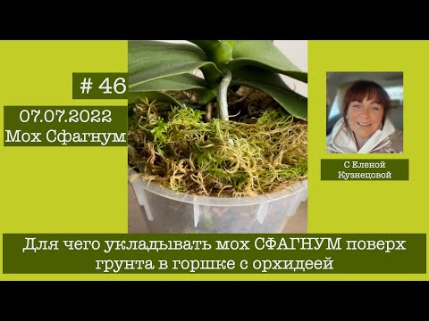 Видео: # 46 Для чего и как укладывать мох СФАГНУМ поверх грунта в горшке с орхидеей #УходЗаОрхидеями