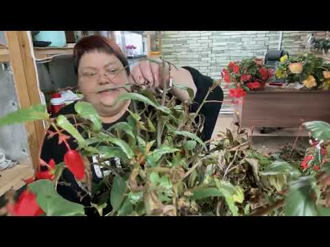 Видео: КАК СОХРАНИТЬ БЕГОНИИ ЗИМОЙ. ЧАСТЬ 2.ОБРЕЗКА, ЧЕРЕНКОВАНИЕ