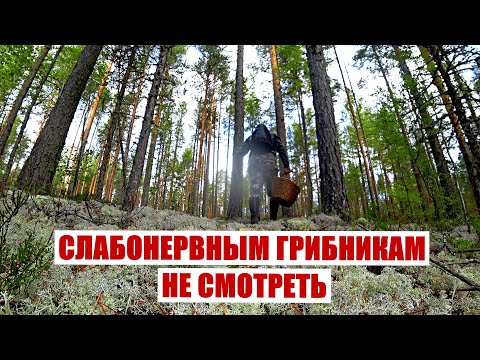 Видео: Грибник зашел в МОХ и обалдел! Слабонервным грибникам НЕ СМОТРЕТЬ! Грибы и лес Сказочная Карелия