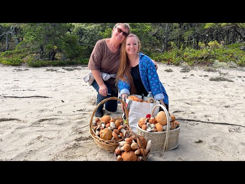 Видео: Такого не бывает! РЕКОРДНЫЙ СБОР ГРИБОВ В АМЕРИКЕ 🇺🇸 21 ПОДОСИНОВИК НА ОДНОЙ ПОЛЯНЕ!НЕВЕРОЯТНО! 
