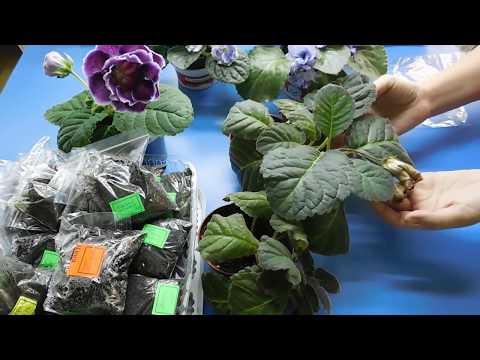 Видео: 🌱ГЛОКСИНИЯ ПОСЛЕ ЦВЕТЕНИЯ ! КАК ВЫКАПЫВАТЬ КЛУБНИ 🌱how to grow gloxinia