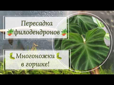 Видео: Пересадка 🪴филодендронов🪴: Веррукозум, Глориозум, Имбе Вайт Марбл. 🐛Многоножка🐛 в горшке!