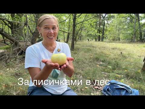 Видео: За лисичками в лес