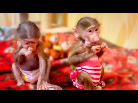 Видео: Маняшка просто ХВОСТИКОМ бегает за Степашкой, он смысл ее жизни)))