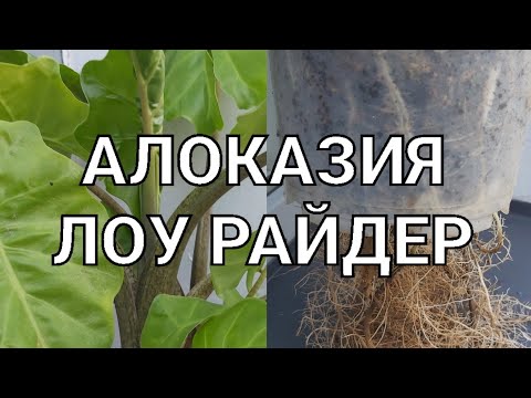 Видео: Алоказия Лоу Райдер пересадка на гидропонику