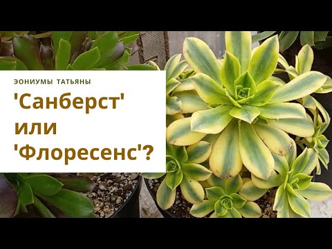 Видео: Эониумы 'Санберст', 'Старберст', 'Флоресенс'. Как отличить эти сорта эониумов. В чем разница?