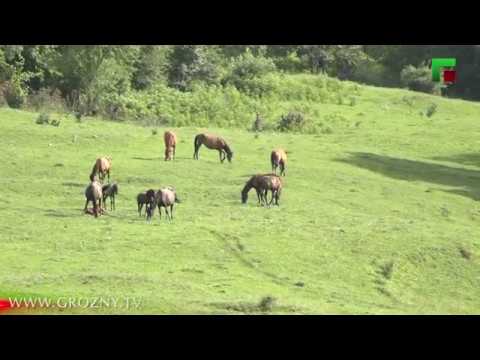 Видео: СУНА ХЕСТО К1ОРДОР ДАЦ, САН ХЬОМЕ ДАЙМОХК