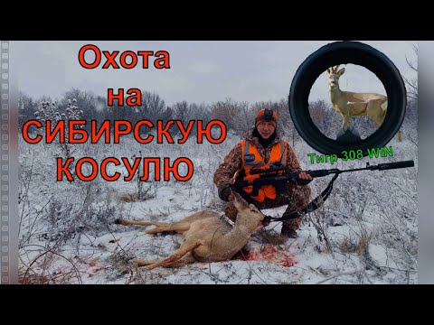 Видео: ОХОТА НА СИБИРСКУЮ КОСУЛЮ! Шикарный выстрел!