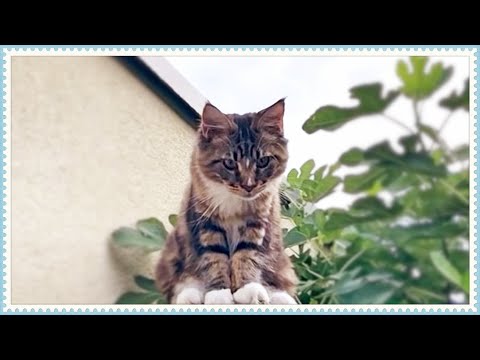 Видео: Котята мейн-куны, история 19. Мейн кун Кот Вилли и племянники