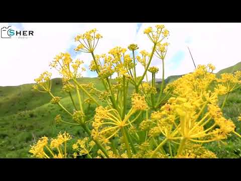 Видео: Толук айылы 2022