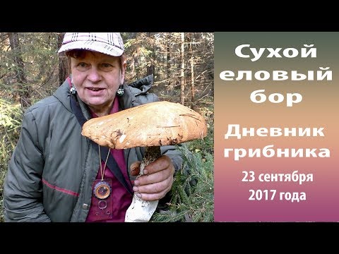 Видео: Сухой еловый бор. Дневник  грибника 23 сентября.