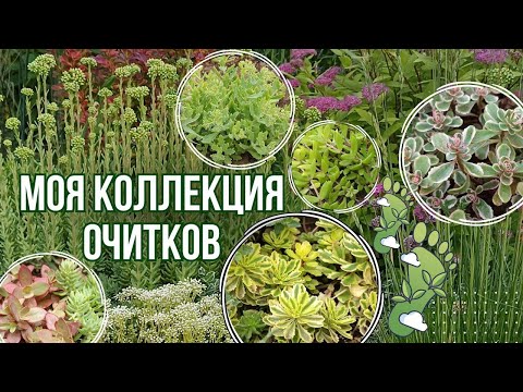 Видео: Моя коллекция сортовых очитков. Яркие неприхотливые седумы для сада. Обзор сортов. Опыт выращивания.