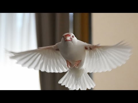 Видео: Амадинкалар хакида малумот // Amadinkalar xaqida malumot 1qism