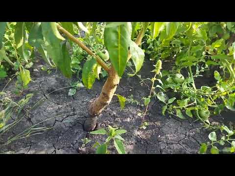 Видео: Восстановленные деревья Персика .