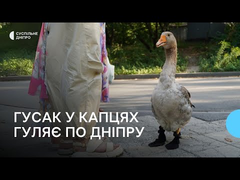 Видео: «Сусіди – в шоці»: Гусак Гоша в капцях щовечора гуляє на житломасиві Сокіл у Дніпрі