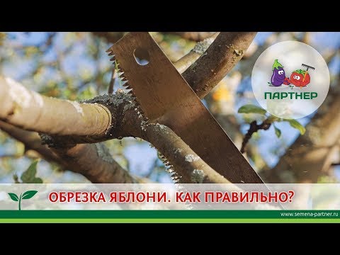 Видео: Обрезка яблони: как правильно?