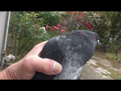 Видео: На диво всі дома