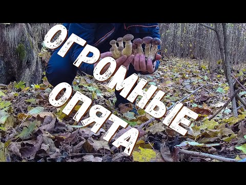 Видео: Попали на ОГРОМНЫЕ ОПЯТА. Сбор зимних опят.