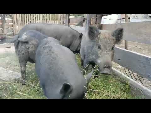 Видео: Содержание диких кабанов.