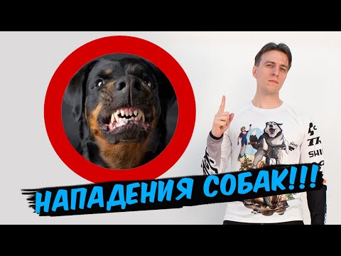 Видео: НА ВЕЛОСИПЕДИСТА НАПАЛА СОБАКА // что делать?! // как меня покусала собака