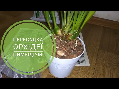 Видео: Пересадка Орхідеї Цимбідіум