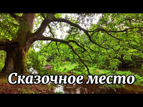 Видео: Как сделать лесную прогулку максимально полезной !