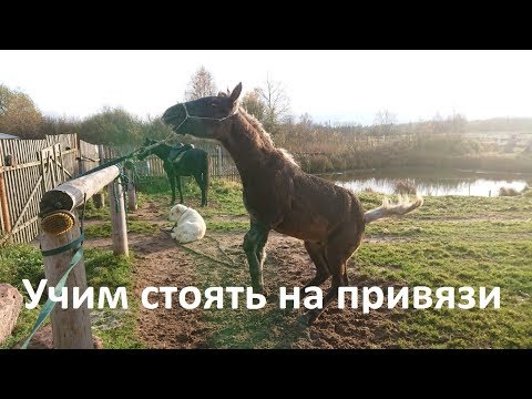 Видео: Как учить жеребёнка стоять на привязи.
