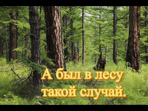 Видео: А был в лесу такой случай