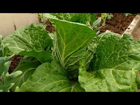 Видео: Пекинская капуста Юки f1.