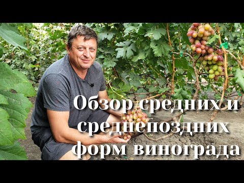Видео: Обзор средних и среднепоздних форм винограда на нашем участке
