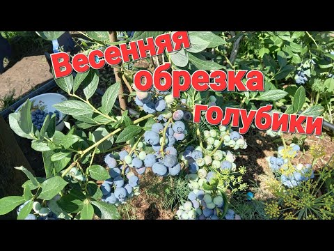 Видео: Омолаживающая обрезка кустов голубики. Удаляем все старое.