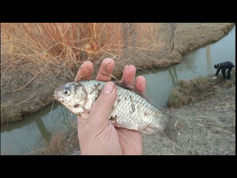 Видео: Ташкентский КАРАСЬ клюет ДУПЛЕТОМ!