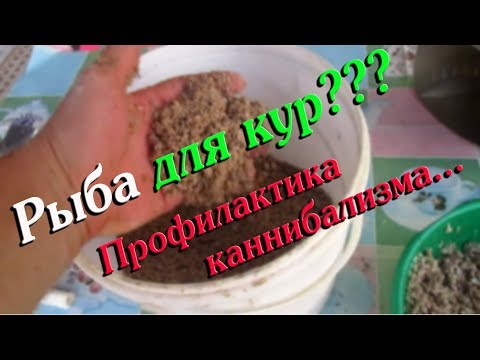 Видео: РЫБА ДЛЯ КУР??????//ПРОФИЛАКТИКА КАННИБАЛИЗМА