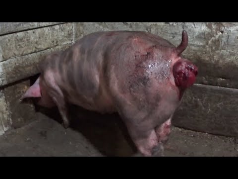 Видео: ❌Как вылечить геморрой у свиньи ❌МОЙ ОПЫТ❌Покупочки в Леруа на 12 тысяч🤪Посолила Наивкуснейшее сало