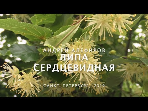 Видео: Липа сердцевидная. Алефиров А.Н.