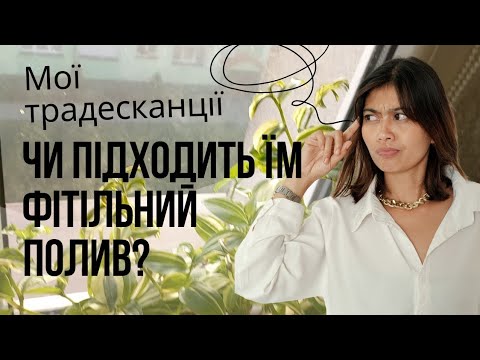 Видео: Традесканції на фітілі, чому витягується, морщать і сушать листя.