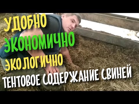 Видео: Организация пространства. Тентовое содержание свиней / Вьетнамские свиньи