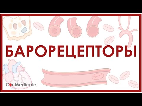 Видео: Барорецепторы - механизм барорефлекса - физиология сердечно-сосудистой системы