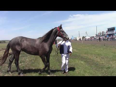 Видео: Конно   спортивные соревнования с Уйское, 2021