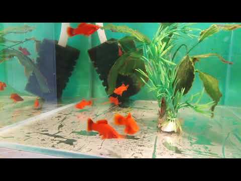 Видео: Разводня гуппи. Июнь 2020. Села батарейка)))