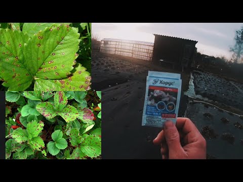 Видео: Хорус,препарат №1 від грибкових захворювань полуниці