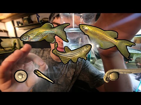 Видео: Смотрите в прямом эфире: нерест данио-леопардов и данио-зебр всего за 7 дней! ✨🔥 Зарабатывайте!