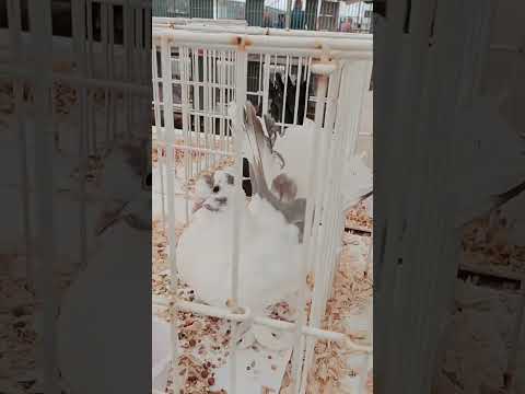 Видео: 8 листопада 2025 р.